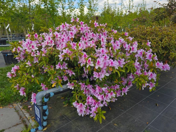 Rhododendron 'George Lindley Taber'
