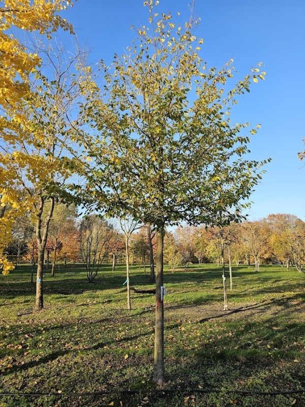Schijnparrotia