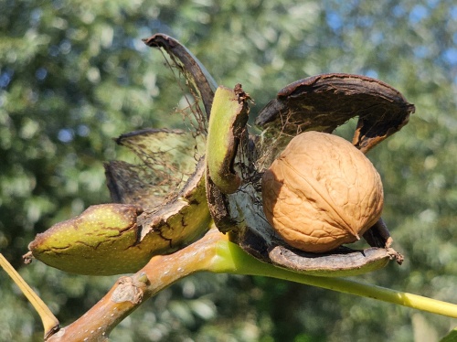Walnoot juglans regia  walnoot