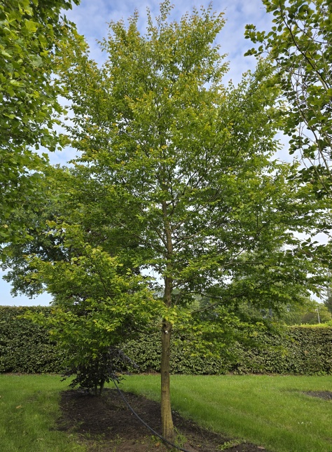 Carpinus henryana ofwel Chinese Haagbeuk blad april 2024