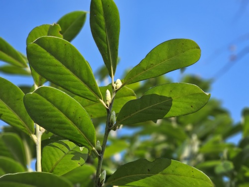 Laurier 'Novita'