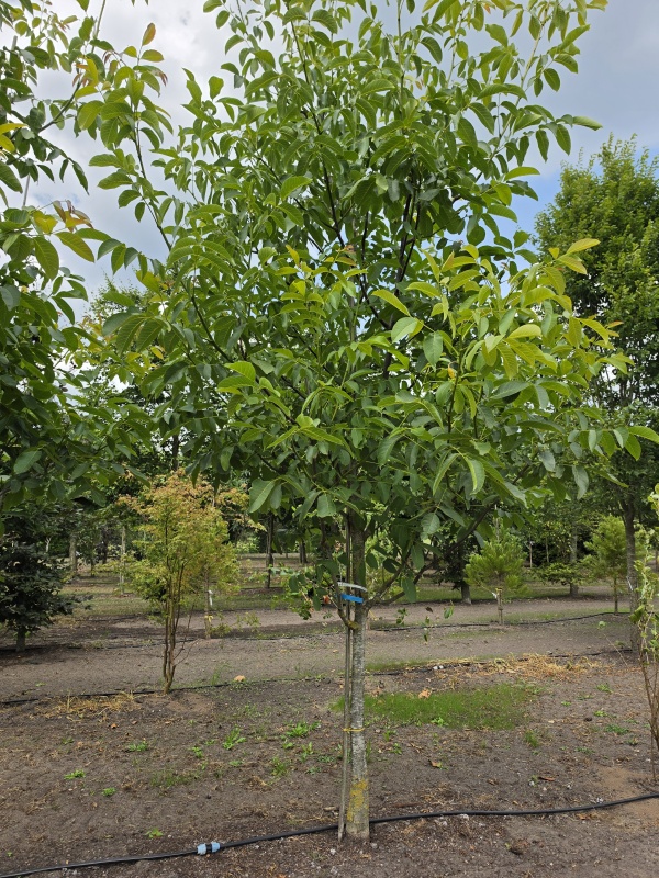 Walnoot
