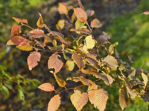 'Rockhampton Red' najaar