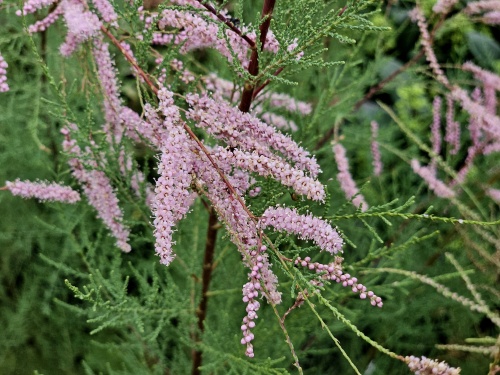 Tamarisk struiken leveren wij in verschillende maten