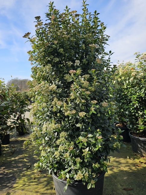 Viburnum tinus winterbloei