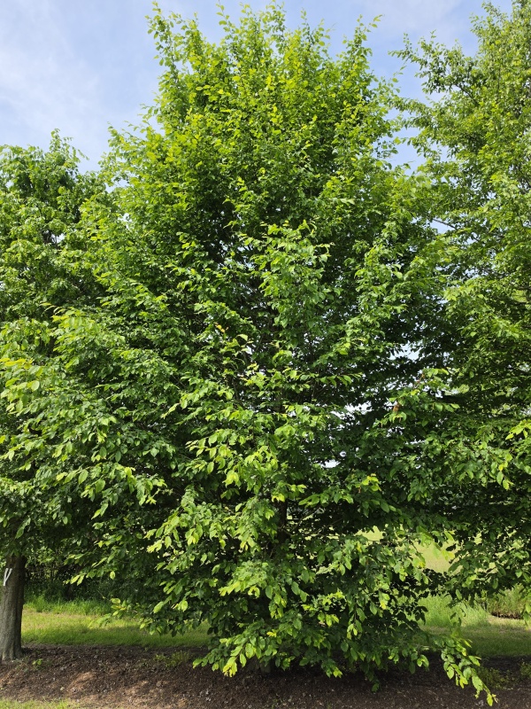 HAAGBEUK als ruige karakterboom
