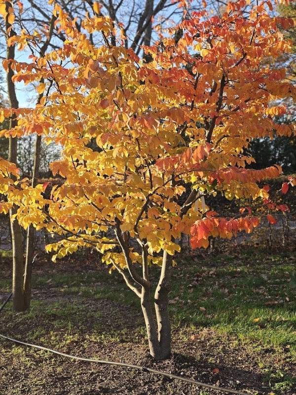 Perzisch ijzerhout 'Bella'