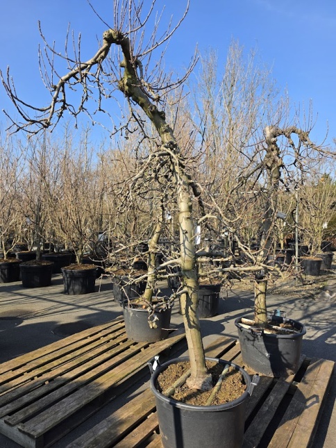Malus domestica 'Elstar'  oude productie appelbomen doorgekweekt in pot