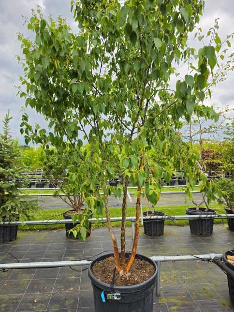 Betula albosinensis 'Fascination' meerstammig