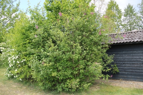 Sering swegiflexa - Syringa swegiflexa