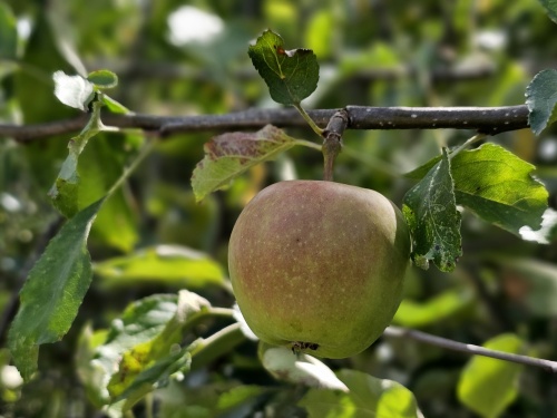 Appel 'Jonagold' - Malus domestica 'Jonagold'