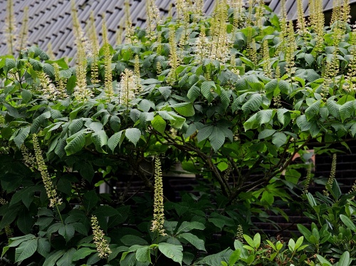 Aesculus parviflora
