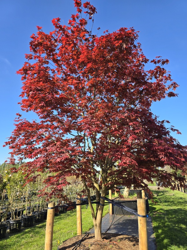 Japanse esdoorn