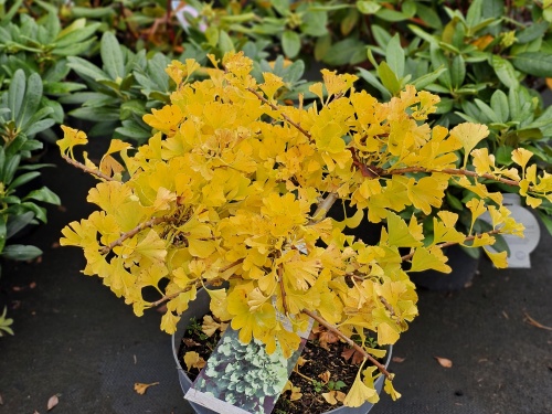 Ginkgo biloba 'Mariken', herfst