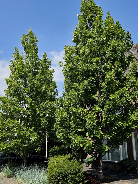 Liriodendron Fastigiatum.  zuilvormige volwassen tulpenbomen in voortuin