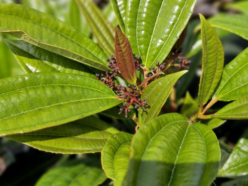 Viburnum Davidii