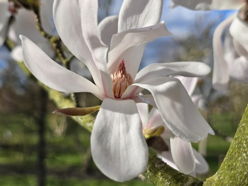 Magnolia 'Merrill' witte bloemen