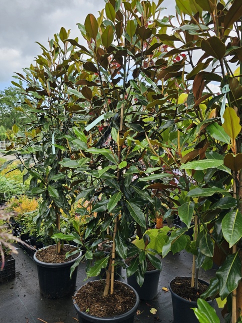 Magnolia grandiflora 'Kay Parris'