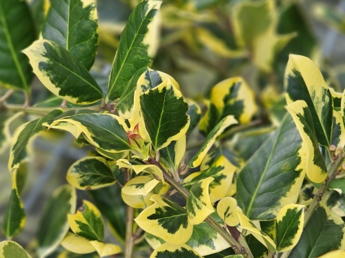 Ilex Golden King