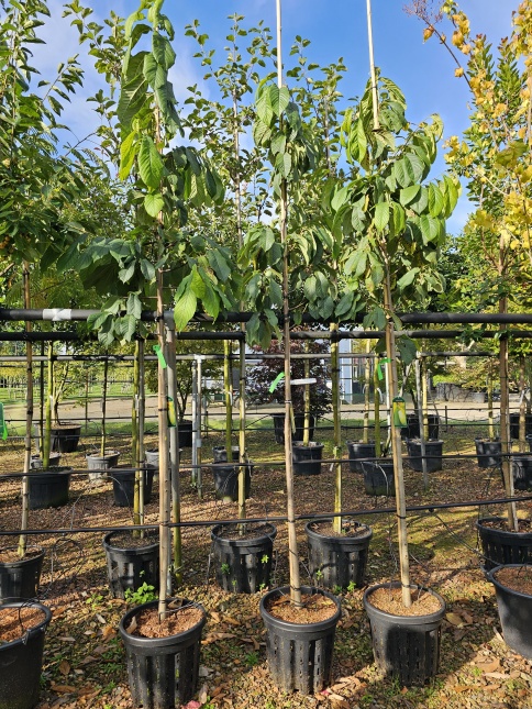 Asimina triloba vrucht oktober