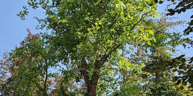 Inspiratie grote tuin inrichten