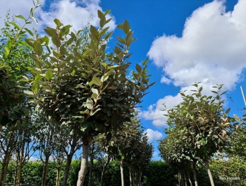 Elaeagnus ebbingei, olijfwilg als boompje op stam