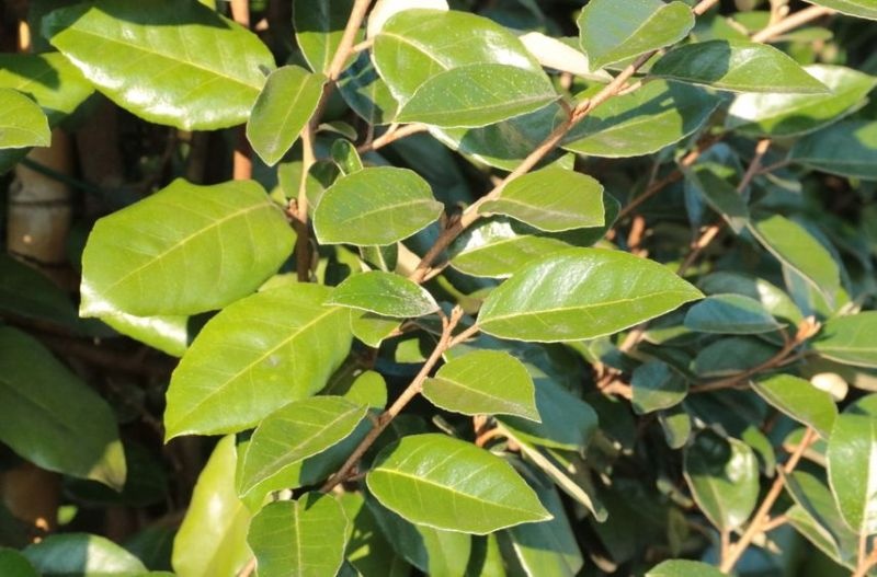 Blad Zilverbes 'Compacta', Elaeagnus ebbingei 'Compacta'