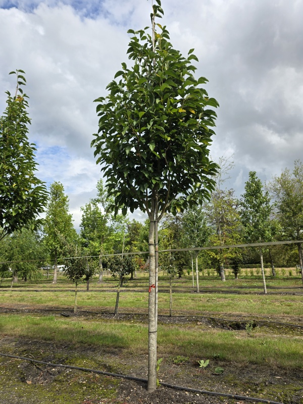 Magnolia 'Wada's Memory'