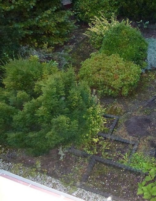 Onkruid tuin