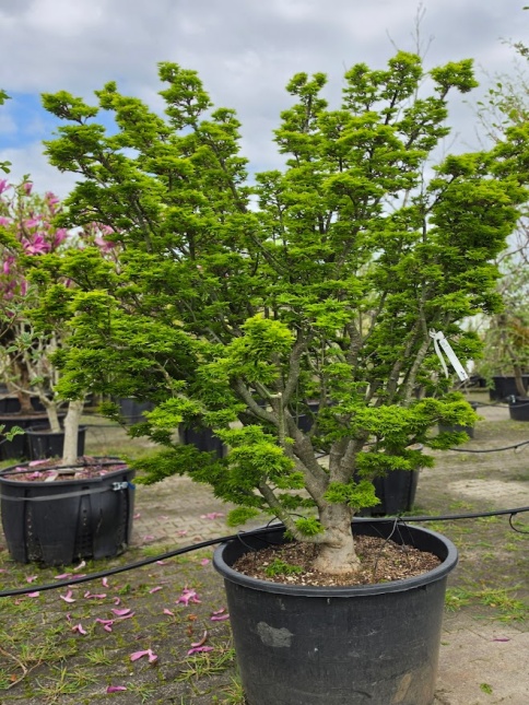 Japanse Esdoorn 'Shishigashira' volwassen SEMI-BONSAI  half april 2026