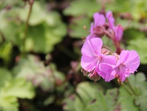 Ooievaarsbek, 'Cambridge' - Geranium cant. 'Cambridge'