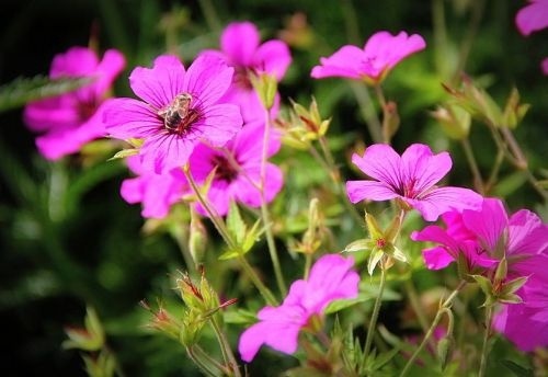 Ooievaarsbek, endressii - Geranium endressii