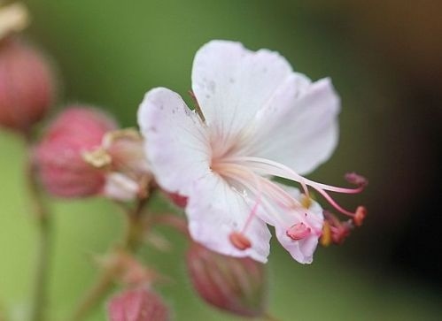Ooievaarsbek, 'Spessart' - Geranium mac. 'Spessart'