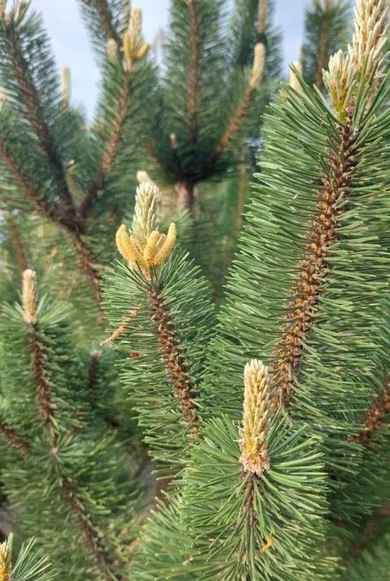 Oostenrijkse Den 'Robusta'