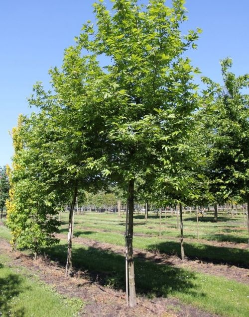 Oosterse plataan - Platanus orientalis
