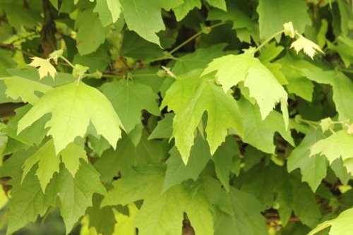 Oosterse plataan - Platanus orientalis