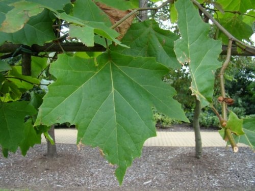 Oosterse plataan, leivorm op stam