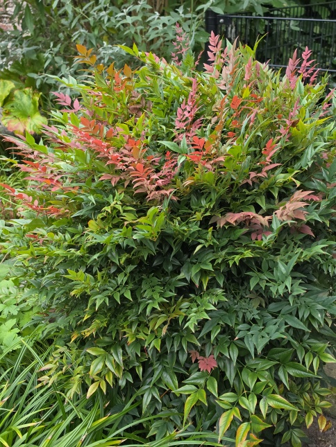 Nandina 'Obsessed' Hemelse bamboe met rood blad in september 2026