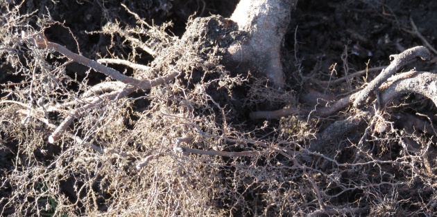 Aanplanten van bomen zonder kluit