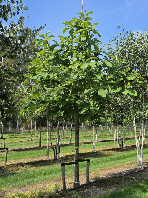 Magnolia tripetala met groot zomerblad