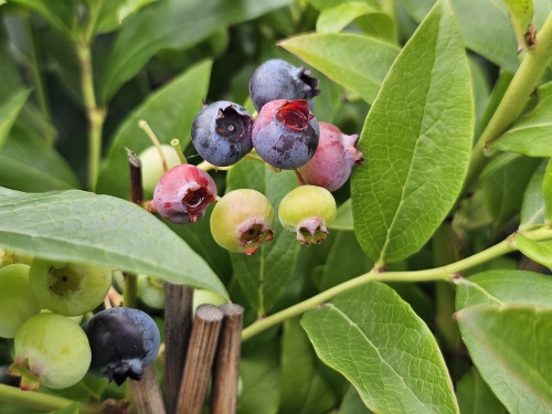 Blauwe bes 'Bluecrop' is een heerlijke blauwe bes