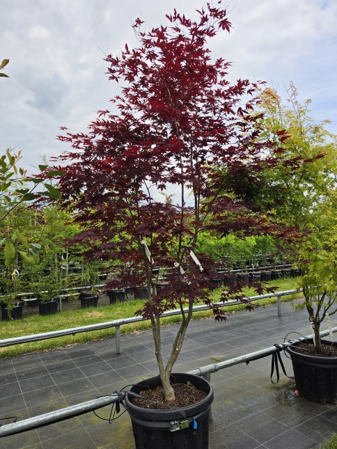 Japanse Esdoorn 'Red Flash'