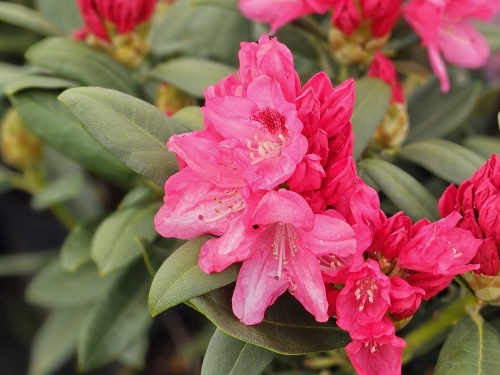 Rododendron 'Sneezy' is een compacte struik met fraaie bloemen