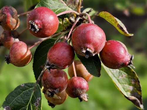 Sierappel 'Evereste',