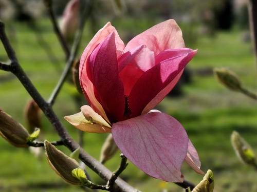 Magnolia 'Daybreak'