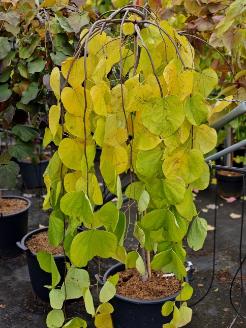 Cercis Golden Falls