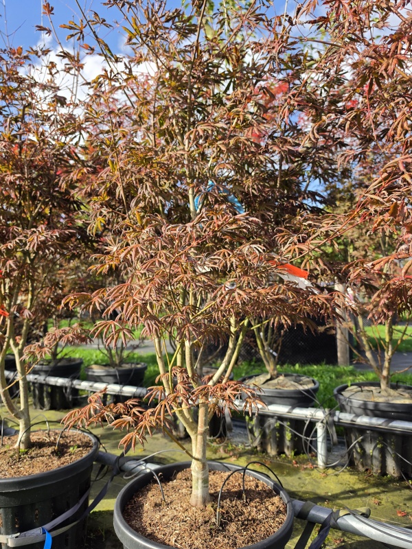 Japanse Esdoorn