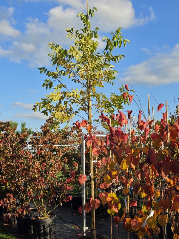 Bijenboom