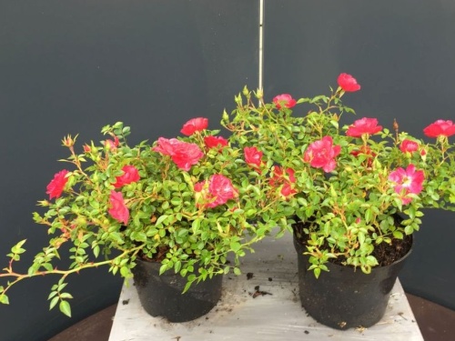 Rosa (H) Knirps