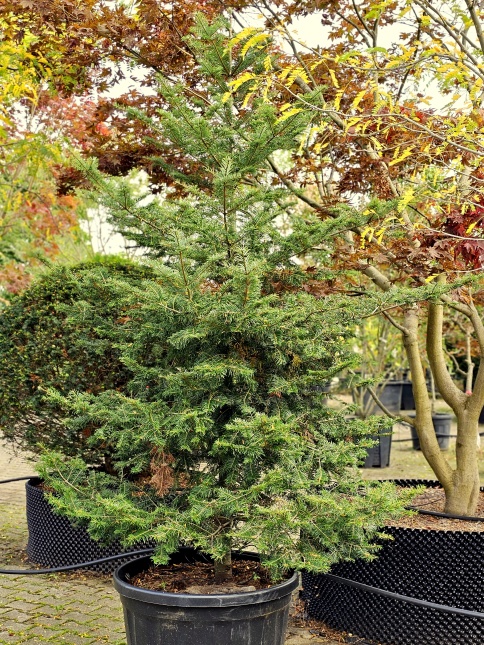 Abies Grandis zilverspar